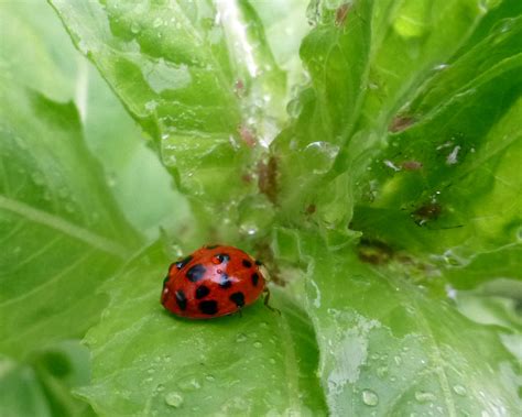 eurasian ladybug_70896 | San Marcos Greenbelt Alliance | Flickr