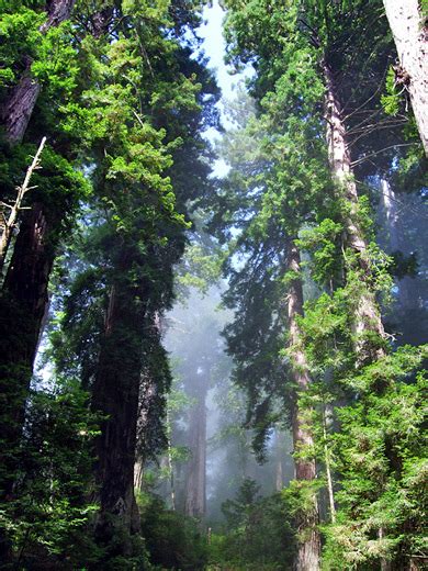 Del Norte Coast Redwoods State Park, North California