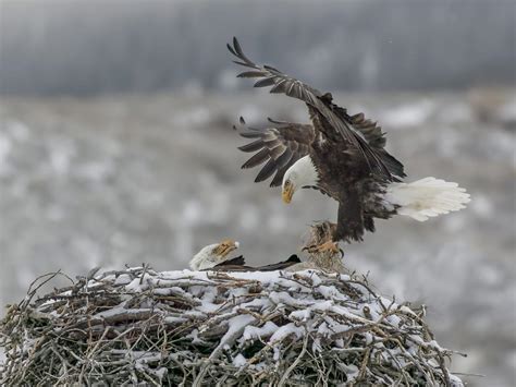 Bald Eagle Nesting (All You Need To Know) | Birdfact