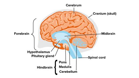 Draw a labeled structure of the human brain. Write the functions of ...