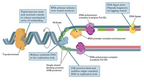 What are the 4 main enzymes involved in DNA replication?