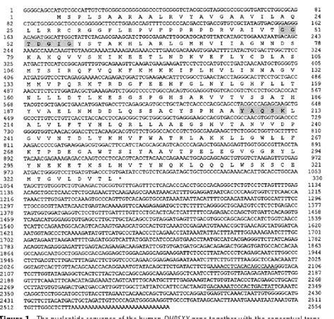 Figure 1 from Differential divergence of three human pseudoautosomal ...