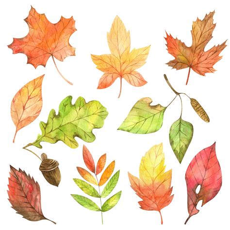 Autumn Leaves Watercolor Clip Art