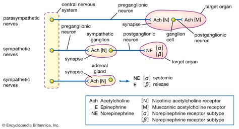 What Is Acetylcholine? | Health Advice, News, Resources And Lifestyle ...