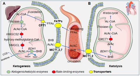 IJMS | Free Full-Text | Ketone Bodies as Metabolites and Signalling ...