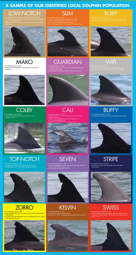 Dolphin Identification Chart