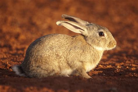 Cute Animal Rabbit in the Natural Habitat, Life in the Meadow. European ...