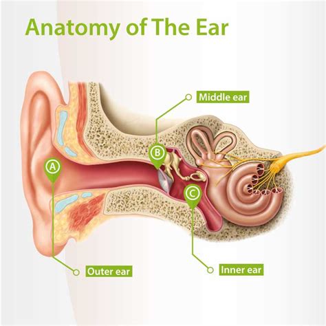 Understanding Ear Anatomy for Better Hearing Health