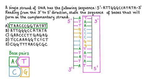 Understanding The ATGC Complementary DNA Strand: A Comprehensive Guide