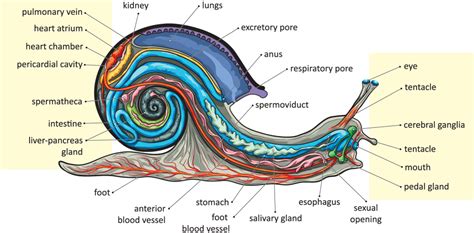 Snails Anatomy - The Fascinating Body of Mollusks (2024 Updated)