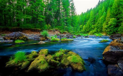 Download Moss Tree Green Forest Nature River HD Wallpaper