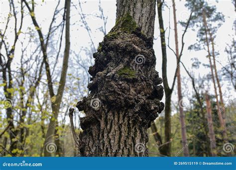 Old Trees Damaged by Cancer Stock Image - Image of deformed, pattern ...