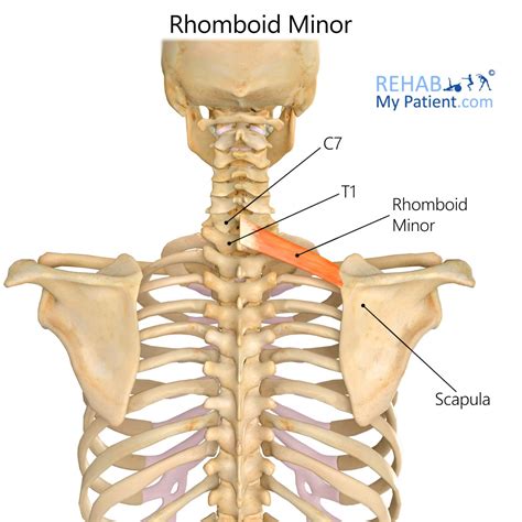 Rhomboid Minor | Rehab My Patient