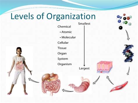 😂 The chemical level of organization. Introduction to the Chemical ...