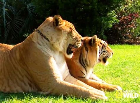 Hercules the Liger at National Geographic | National geographic, Liger ...