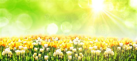 Beautiful tulips. Spring nature background for web banner and card ...