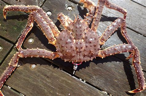 Tracking Alaska Red King Crabs with USVs – Saildrone