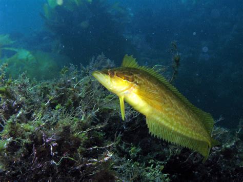 Giant Kelpfish Facts, Food and Adaptation - SeaFish