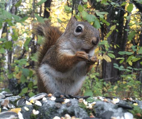 squirrel-4.gif (800×676) | Squirrel, Animals, Chipmunks