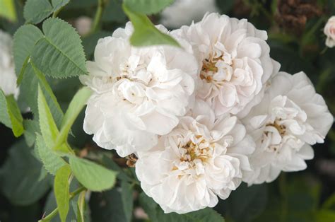 10 Popular Heirloom Roses For Your Garden