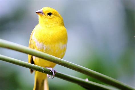 Canaries As Pets Pros And Cons - Pets Retro