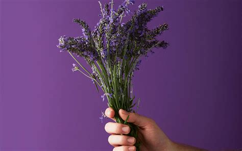 What is Linalool? | Linalool Terpene Effects, Benefits & Strains | Leafly