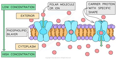 CIE IGCSE Biology: 复习笔记：3.1.8 Proteins & Active Transport