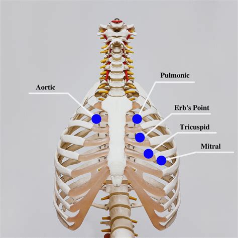 9.3 Cardiovascular Assessment – Nursing Skills