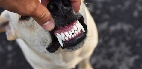 Periodontal Disease in Dogs: Symptoms, Causes & Treatment