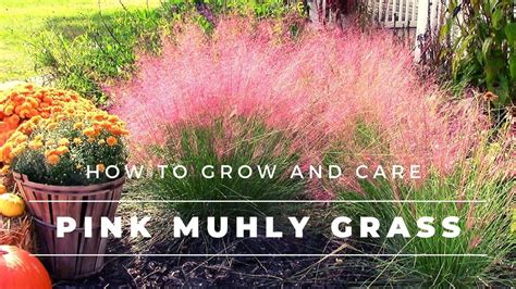 Pink Muhly Grass - How to Grow and Care for Muhlenbergia capillaris ...