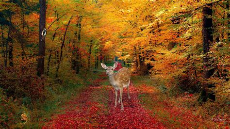 fall pictures | Download Autumn Deer wallpaper 225590 | Beauty in ...