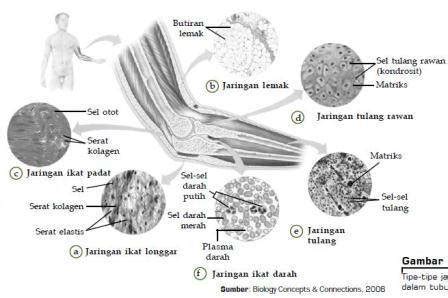 Jenis-Jenis Jaringan Ikat dan Fungsinya - Garda Pengetahuan