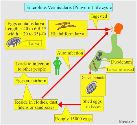 Human Pinworm Stool