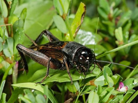 Southeastern Field Cricket (Gryllus rubens) Song of a Southeastern ...