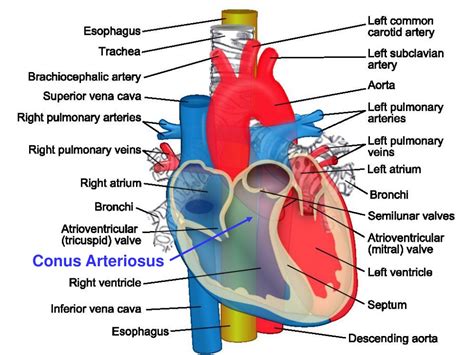 PPT - ORIENTATION: VIEWING HEART IN AXIAL CT AND MRI PowerPoint ...