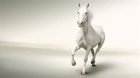 White Horse Wallpaper