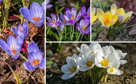 Different Types of Crocus (Plus Care Tips and Photos) - Garden Lovers Club