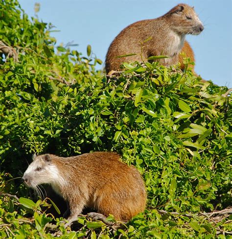 Hutia (Banana Rat), Cuba - a photo on Flickriver