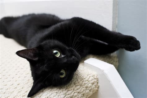 20 Black Cat Breeds — Long-haired, Fluffy, Shorthair - Parade Pets