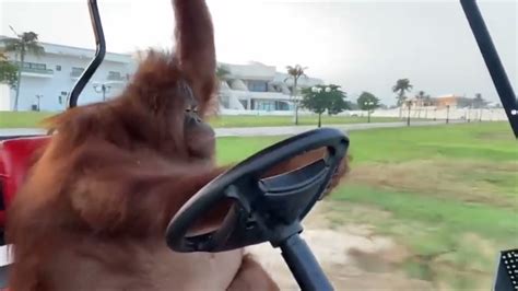 Orangutan driving a golf cart but he's on his way to get gabagoo - YouTube