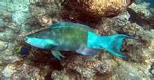 TIL that the Parrot fish eat coral and poop sand and are responsible ...