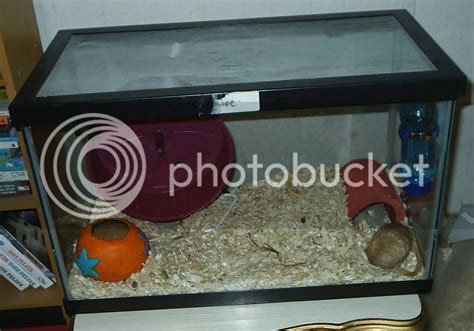 Gerbil Housing Pictures | The Gerbil Forum