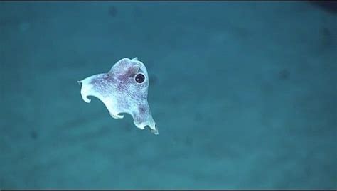 October 8 is for the octopuses (or octopodes), naturally. 🐙 So is today ...