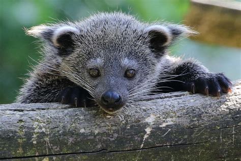 The binturong - ABConservation