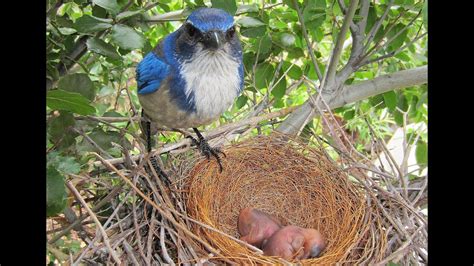 Blue Jay Nesting Time