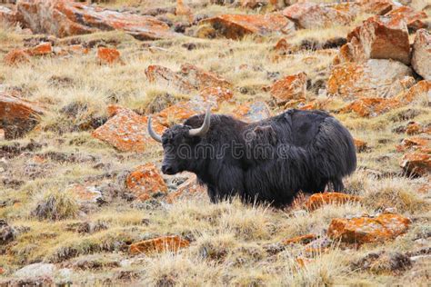 Yak in the Himalayas stock image. Image of tibet, horn - 21665233