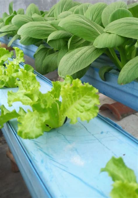 Lettuce and Pakcoy Hydroponic System Stock Image - Image of salad ...