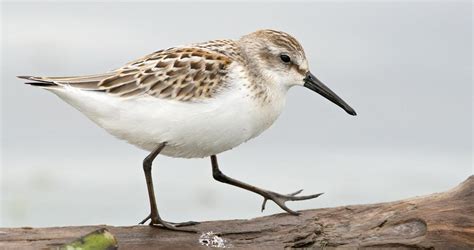 Western Sandpiper Identification, All About Birds, Cornell Lab of ...