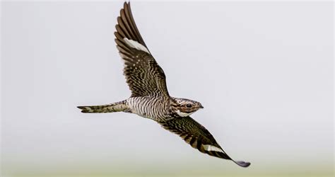 Common Nighthawk Identification, All About Birds, Cornell Lab of ...