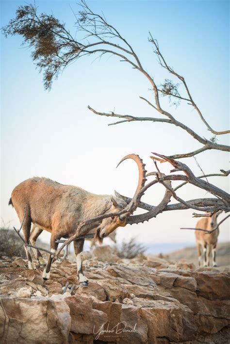 The Wildlife of the Friendly Negev Desert - Photo Travel